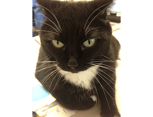 Marley, the Head Cat at Veterinary Group of Chesterfield.
