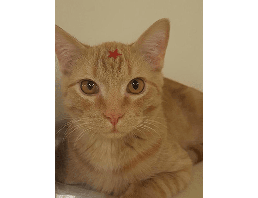 Oliver, Kitten Apprentice at Veterinary Group of Chesterfield.
