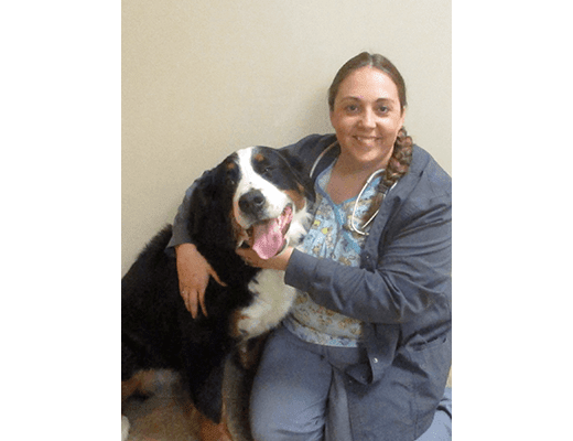 Dr. Bayer, DVM at Chesterfield Animal Hospital