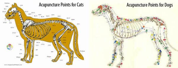 Acupuncture visual-reference for cats and dogs