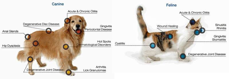 Laser therapy for both cats and dogs