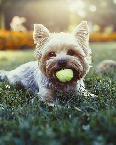 Des Moines Animal Hospital boarding services