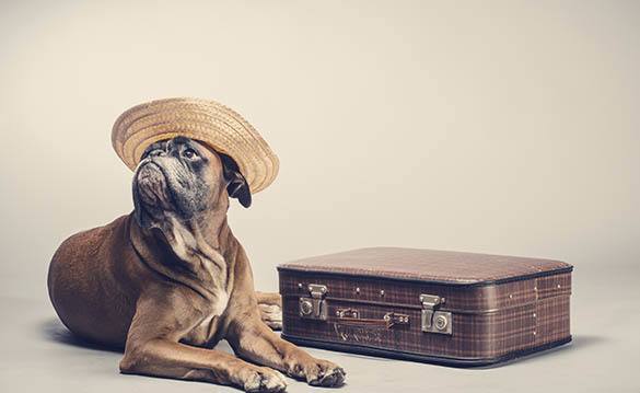 Boarding services at West Des Moines Animal Hospital