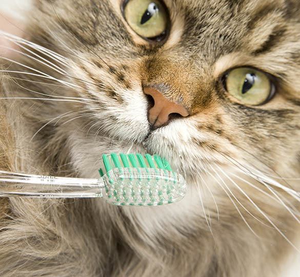 Des Moines dental disease prevention information at Animal Hospital