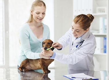 Des Moines animal hospital dental care