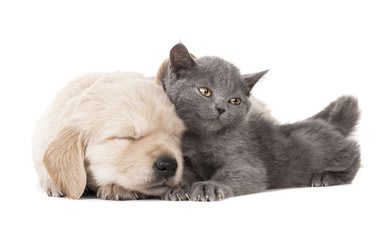 Pet Health,pet health insurance,aspca pet health insurance,fuzzy pet health,pet health pharmacy