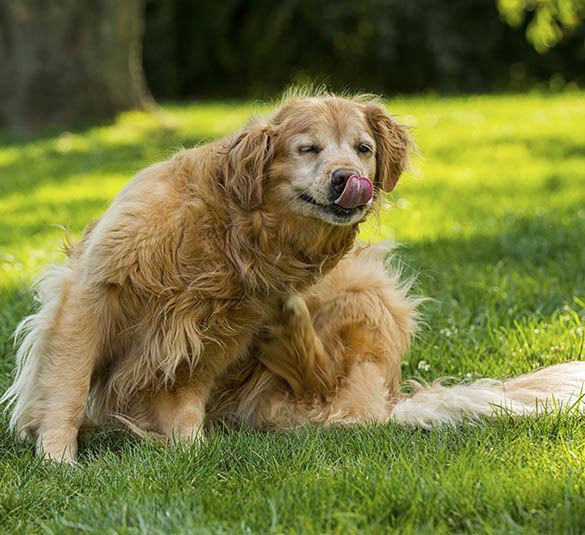 Animal Hospital offers Flea and Tick Control services in Des Moines