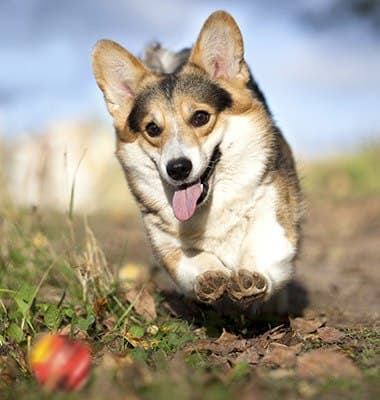 Vaccine Protocol at Des Moines Animal Hospital