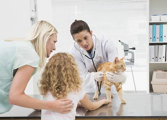 Animal Hospital in West Des Moines offer all the services your pet needs
