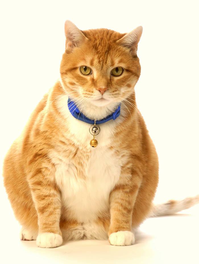 Various pet services offered at Houston Animal Hospital
