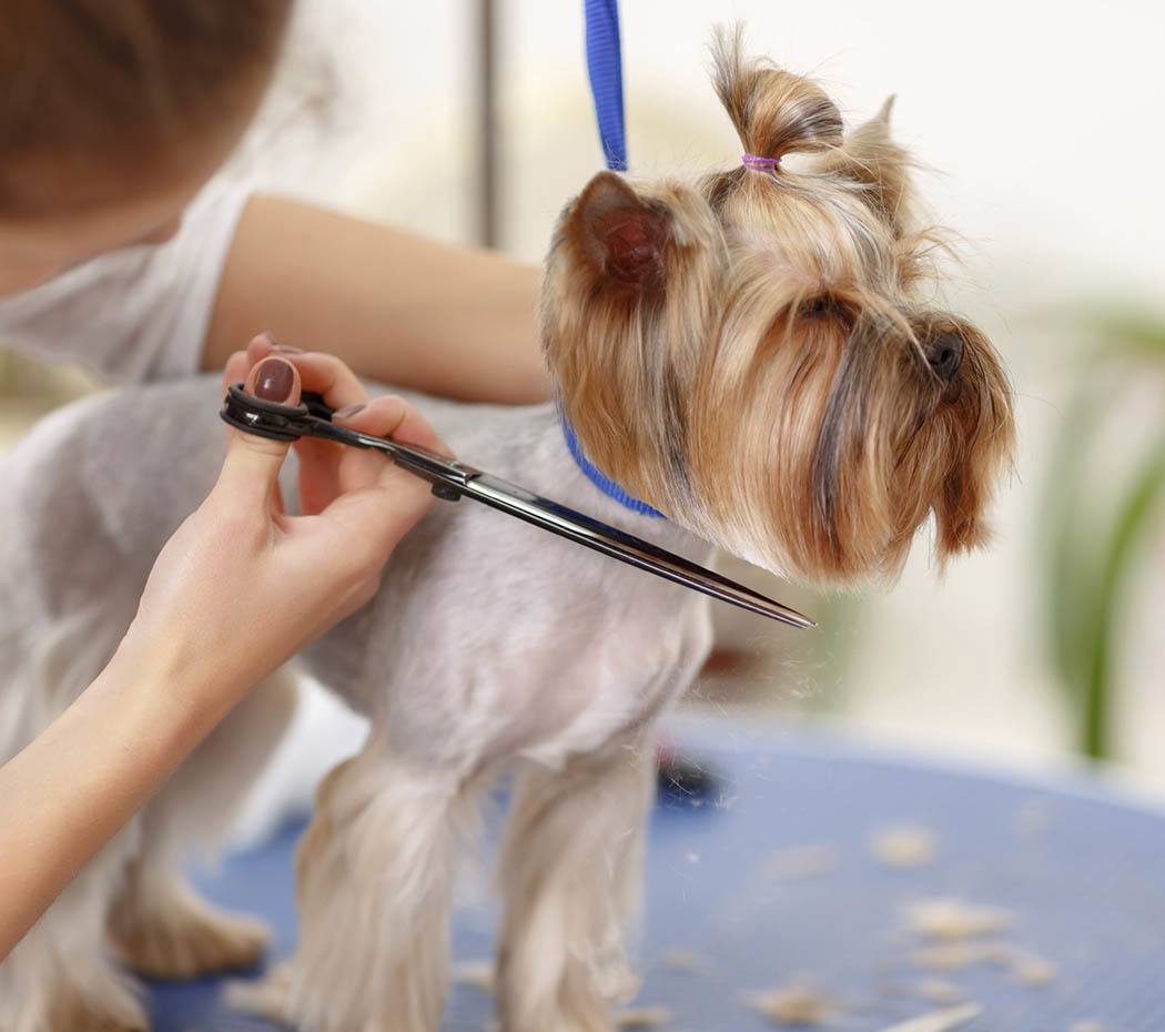 animal grooming services