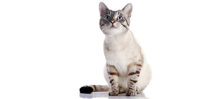 Microchip your pets at Boise animal hospital