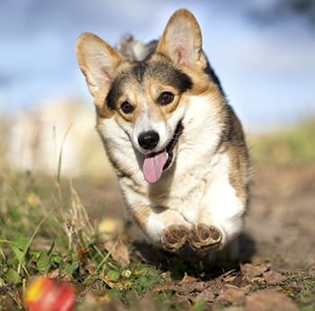 Playful pet at Okanagan Veterinary Hospital