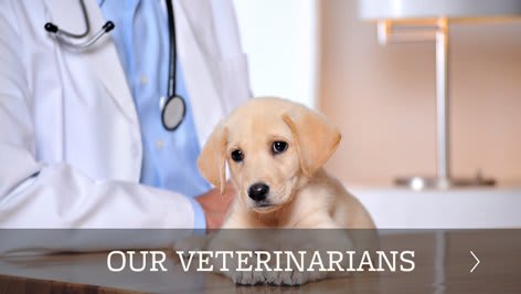 Our animal hospital veterinarians in York