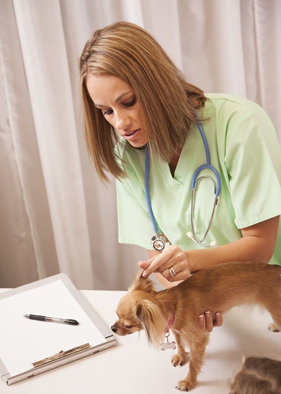 Pet Surgery in Elmwood Park, IL Midwest Bird & Exotic Animal Hospital