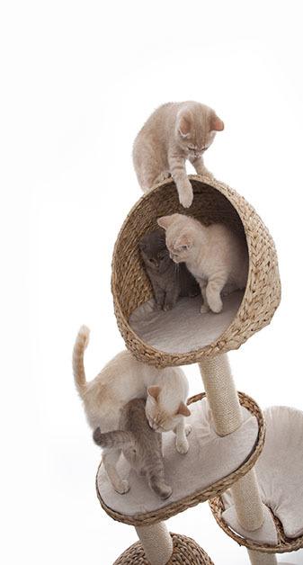 Phoenix Animal Hospital boarding services