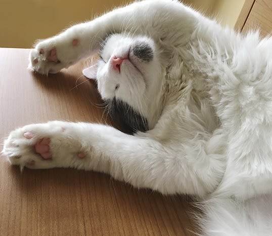 Treatment for your boarded pets at Phoenix Animal Hospital