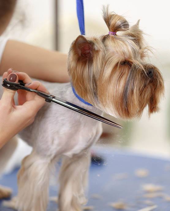Dog Grooming in St. Charles, MO | Bogey Hills Animal Hospital