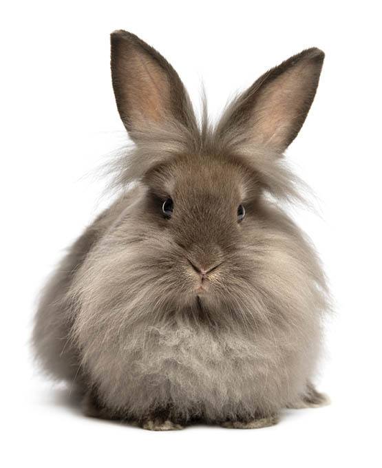 Rabbit and exotic pet care at East Ventura Animal Hospital