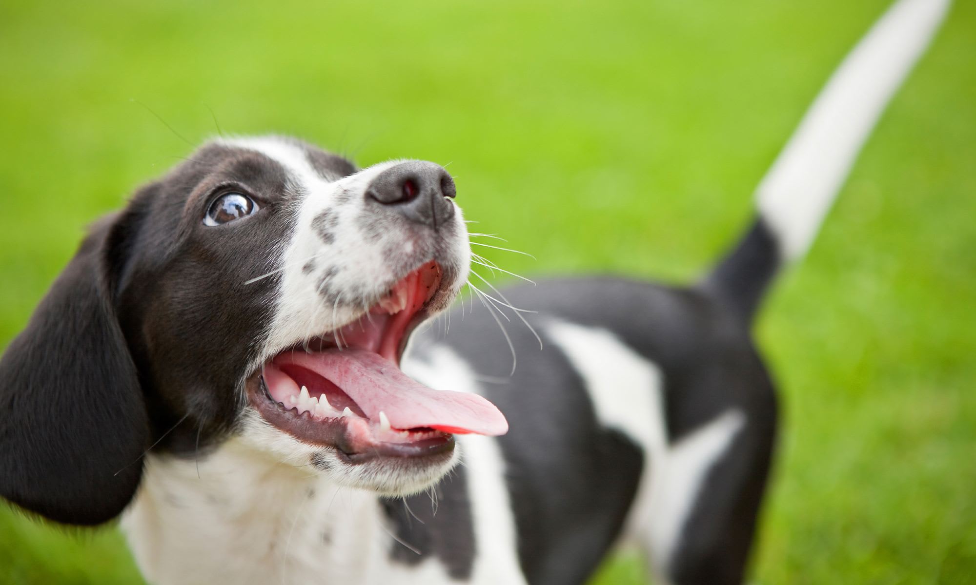 Animal hospital in Tinley Park, IL