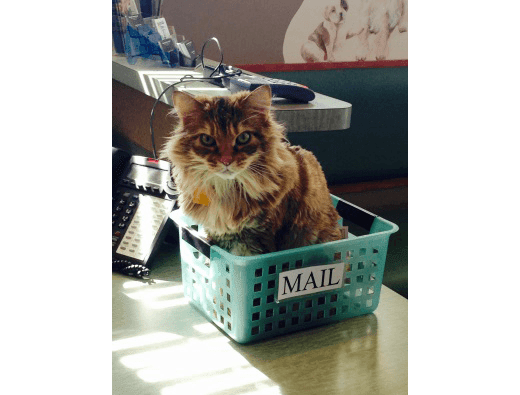 Irish Rose, Hospital Mascot at Rochester Hills Animal Hospital