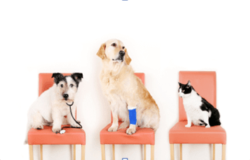 Hidden Valley Animal Hospital & Boarding laser therapy