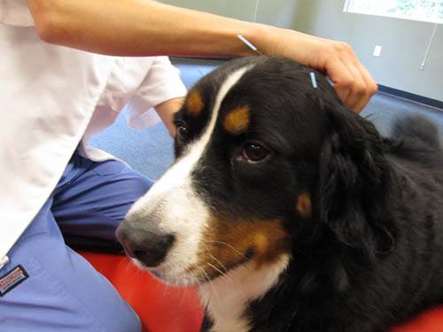 Acupuncture process at Quail Corners Animal Hospital