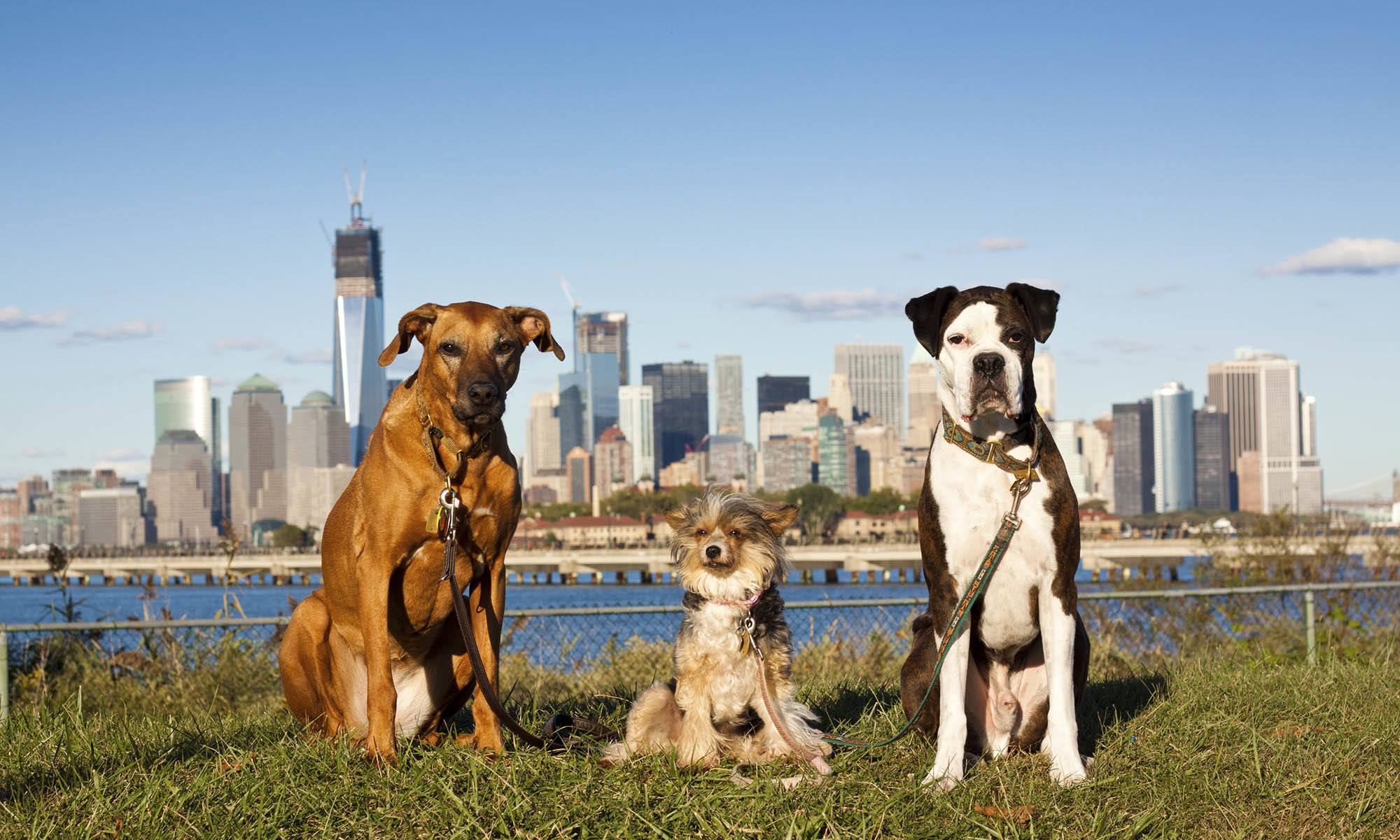 Veterinary Services in New York, NY