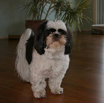 Small breed dog affected by patella luxation, a condition treated through surgery at Okanagan Veterinary Hospital