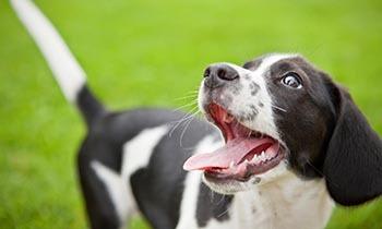 Caring Service at Animal Hospital in Cypress.