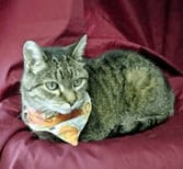 Sammy the cat