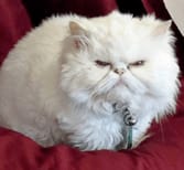 Waldorf at Sioux Falls Animal Hospital