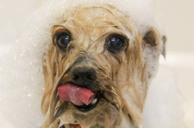 Animal Hospital bathing services in St. Simons Island