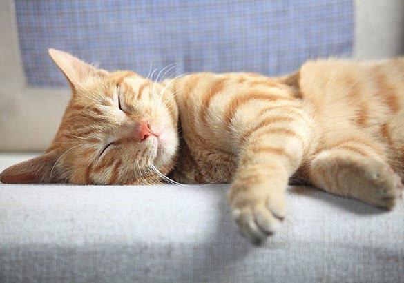 Process for declawing at Richmond Animal Hospital