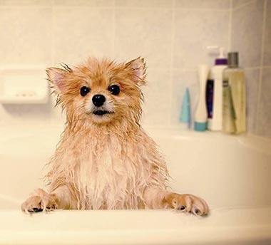 Animal Hospital bathing services in Richmond