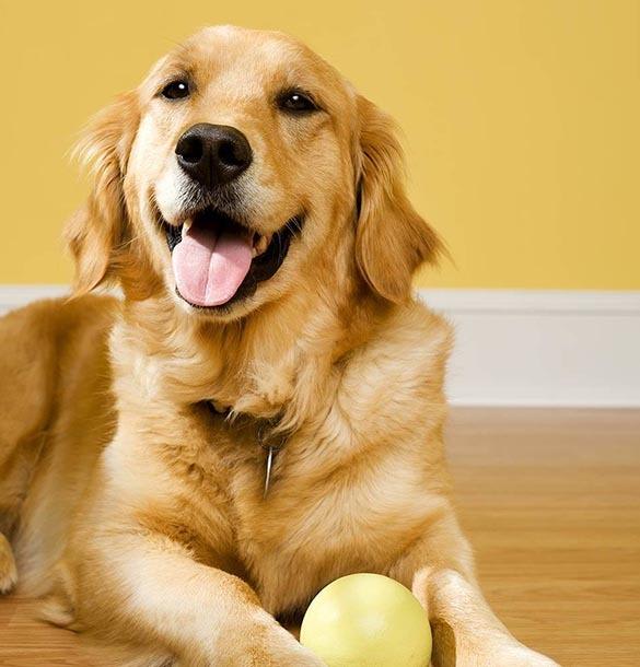Richmond Animal Hospital microchipping information