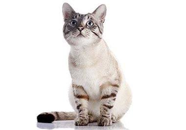 Microchip your pets at Richmond animal hospital