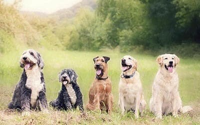 Obedience Counseling offered at Animal Hospital in Richmond