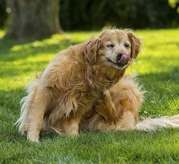 Animal Hospital offers Flea and Tick Control services in Richmond