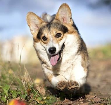 Vaccine Protocol at Richmond Animal Hospital