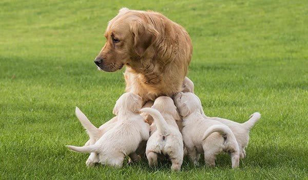 Information on spaying at Richmond Animal Hospital