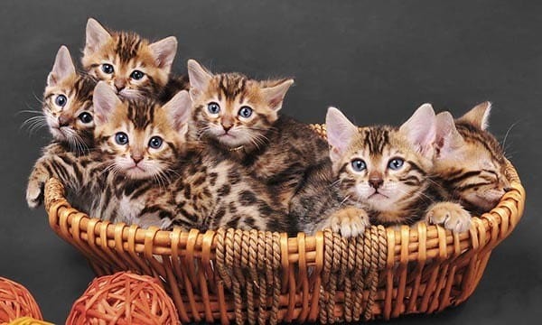 Animal Hospital in Richmond neutering information