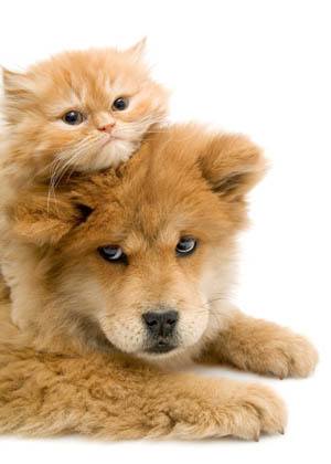 Rebates Offered at Roselle Animal Hospital