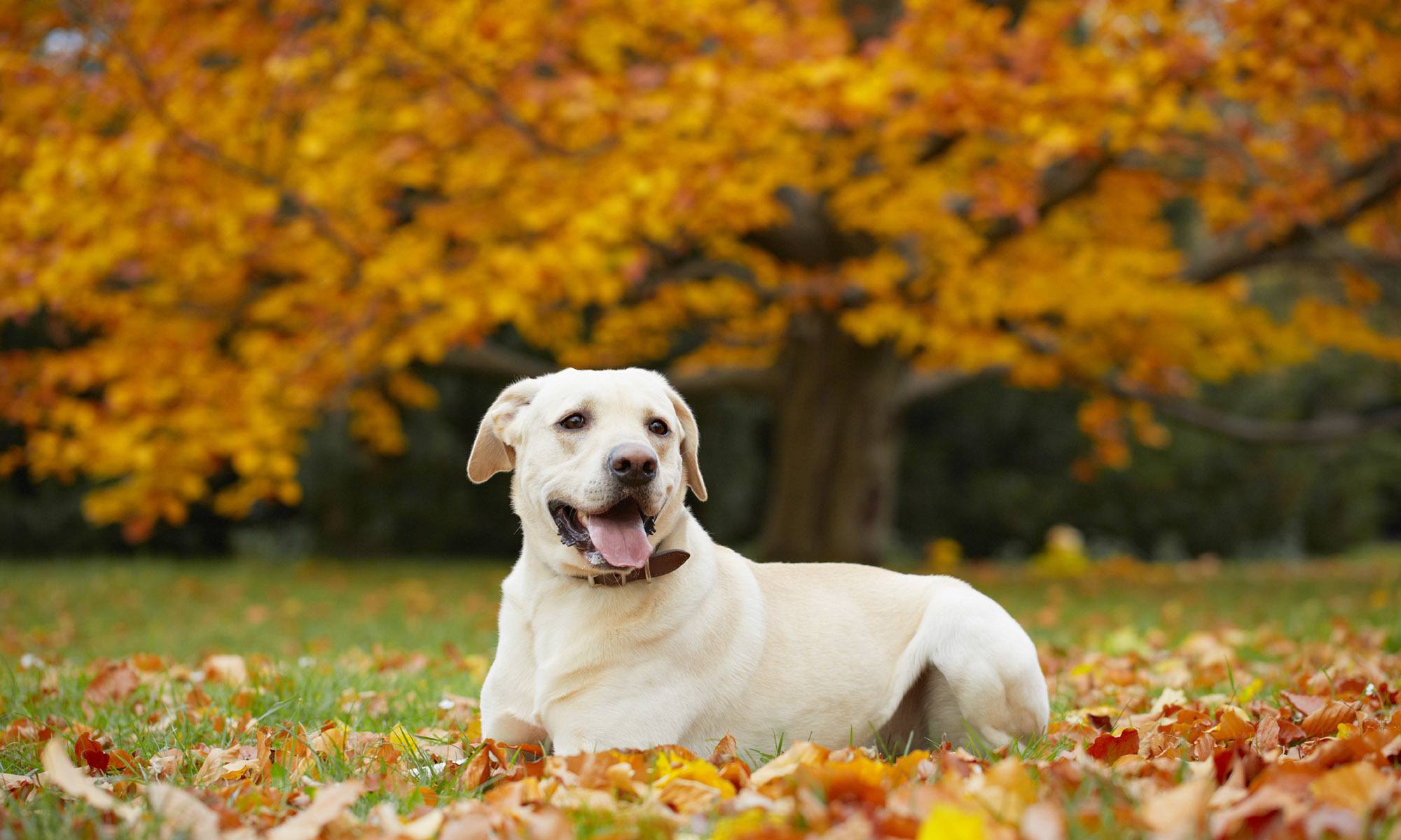 Animal hospital in Sumner, WA