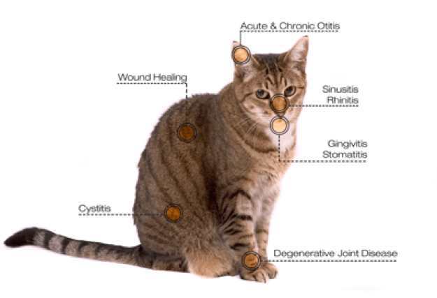 Laser therapy for cats at Animal Medical Clinic - Wheaton