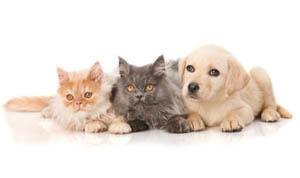 Our mission at Northgate Small Animal Hospital