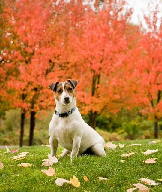 Managing your pet's health at Port Orchard Animal Hospital