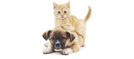 Dr. Lauren Ciminello at Tempe Animal Hospital