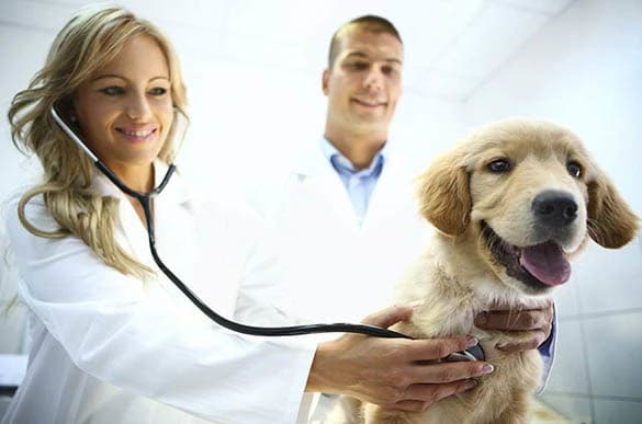 Managing your pet's health at Gilbert Animal Hospital