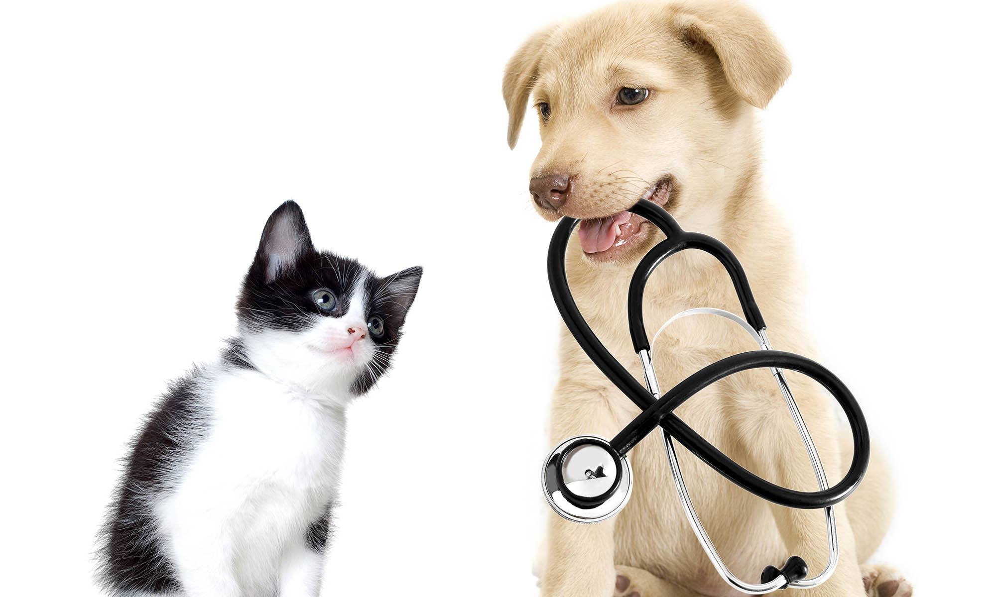 Fort Wayne Animal Hospital | East State Veterinary Clinic